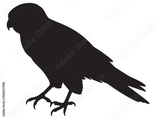 KESTREL BIRD SILHOUETTE