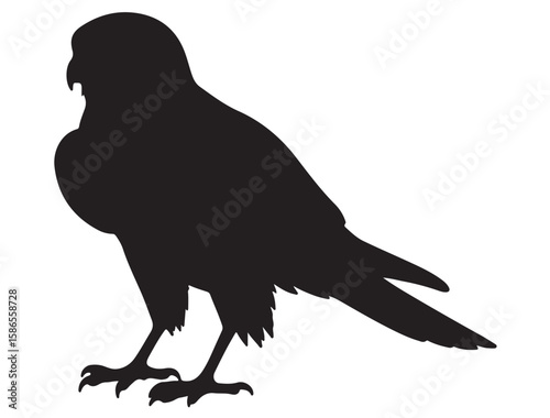 KESTREL BIRD SILHOUETTE