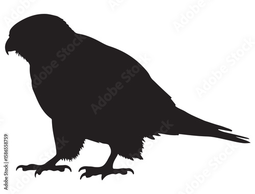 KESTREL BIRD SILHOUETTE