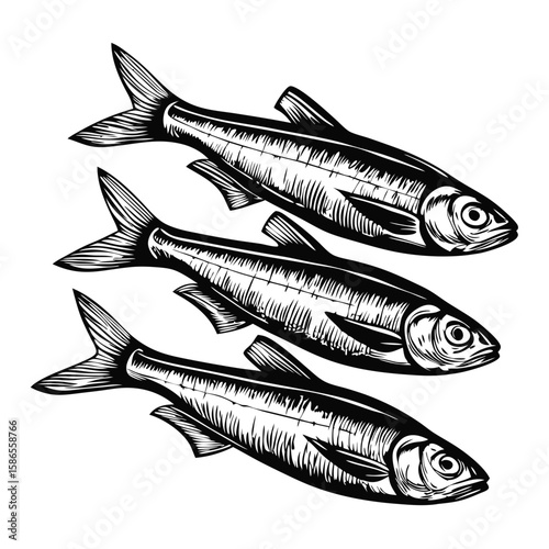 White anchovies, specifically boquerones, displayed as a sketch illustration. White anchovies boquerones are meticulously detailed with engraving style strokes, showcasing texture and shine.