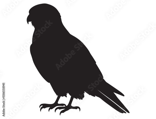 KESTREL BIRD SILHOUETTE