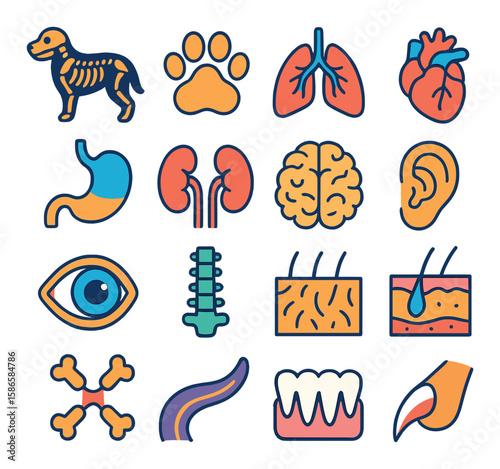 Animal anatomy icon collection: simple anatomical heart, brain, lung, muscle, paw