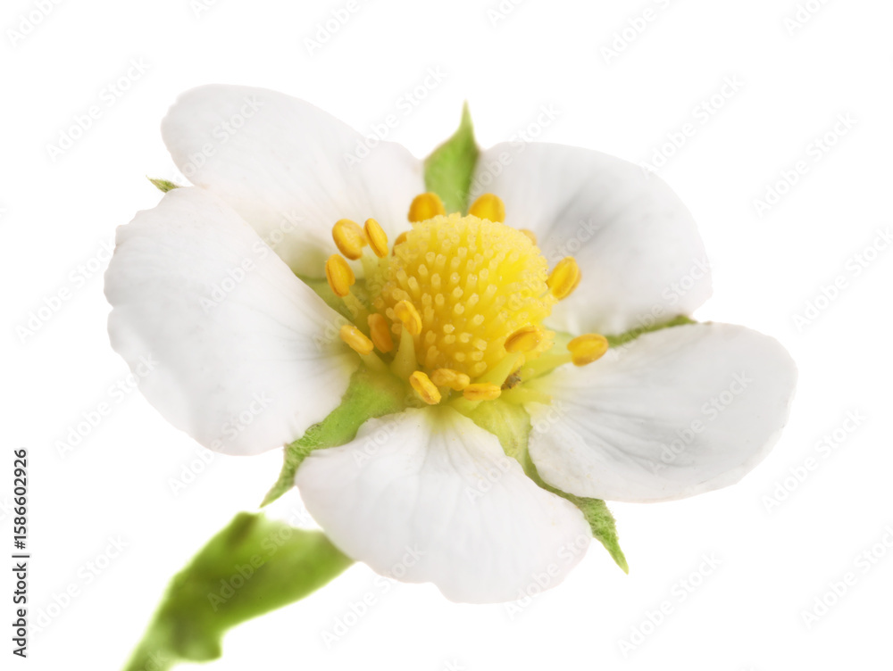 Obraz premium One beautiful strawberry flower isolated on white