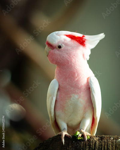 Photos The pink cockatoo, also known as Major Mitchell's cockatoo or Leadbeater's cocka