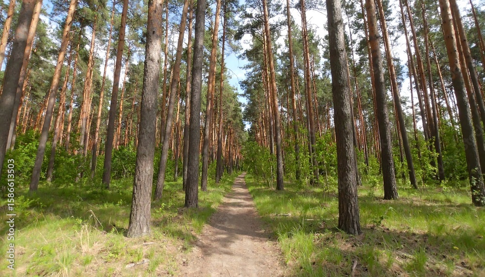 Obraz premium Sunny forest path (2)