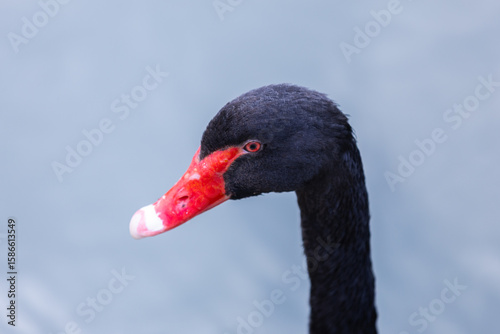 Close-up headshot of a black swan with a bright red beak and intense eyes.