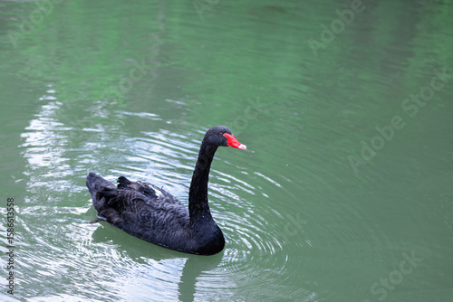 Overhead shot of a beautiful black swan swimming peacefully in a verdant lake.