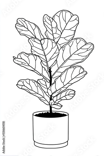 Black and white line drawing of a fiddle leaf fig in a pot