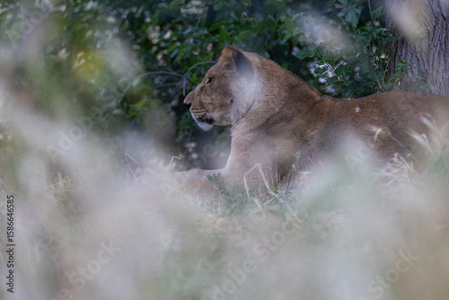 A lion resting peacefully amidst tall grass and greenery.