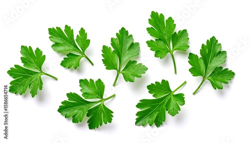 Fresh parsley leaves, top view