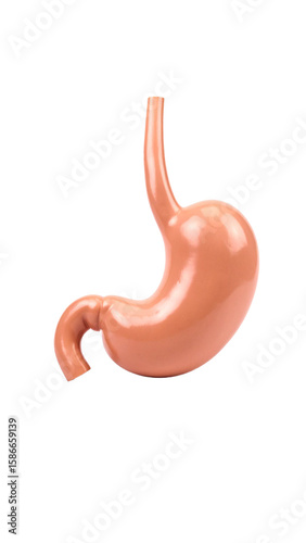 Human stomach isolated on transparent background representing digestive system