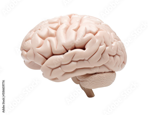 Realistic anatomical model of human brain isolated on transparent background