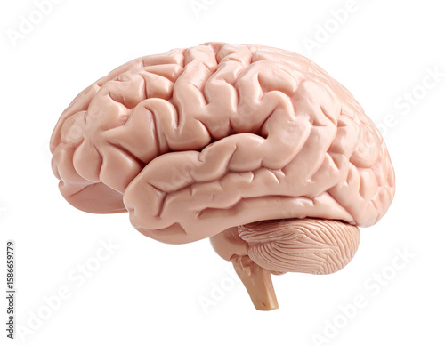 Realistic human brain model isolated on transparent background