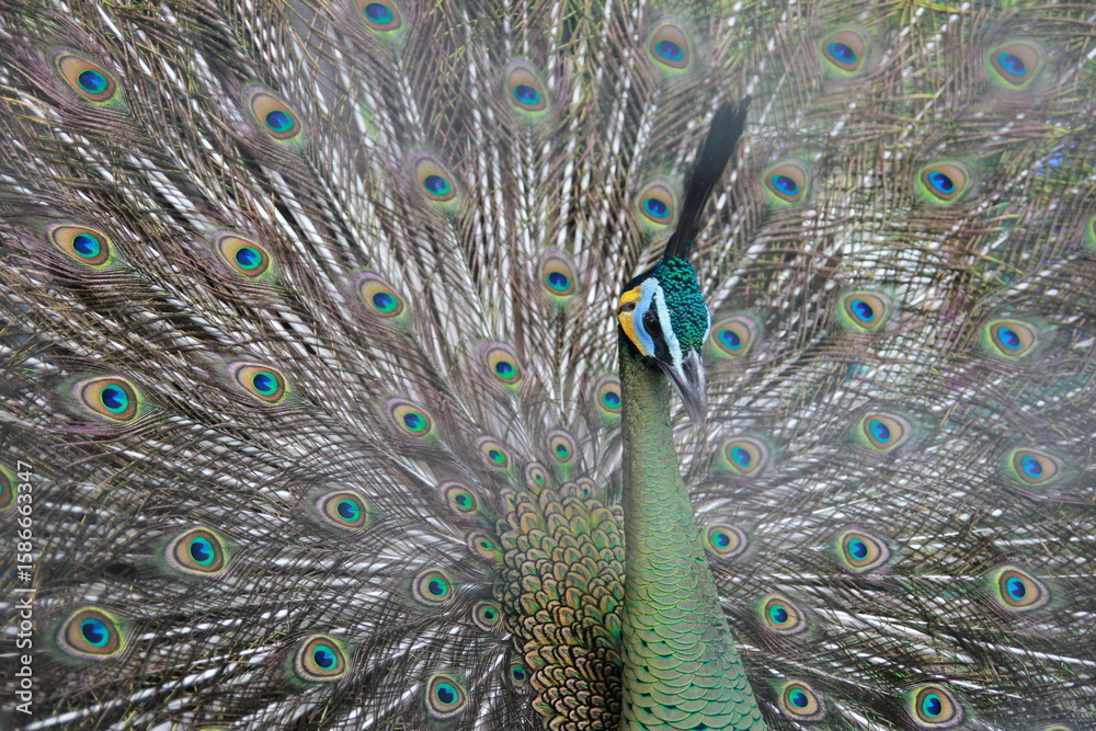 Obraz premium Exotic peacock displaying iridescent tail feathers a symbol of beauty and allure
