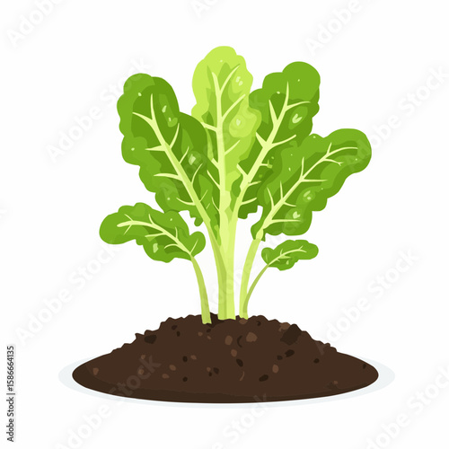 Flat minimal illustration of lettuce sprouting from the ground, ideal for printable gardening flashcards or learning visuals for kids