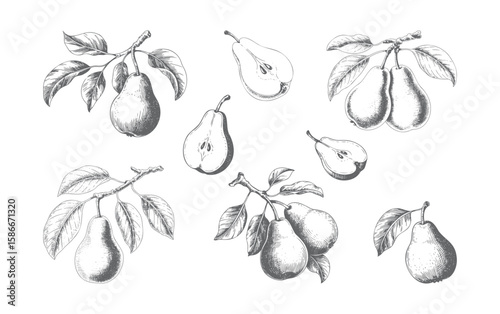 Vintage hand-drawn pear illustration with fruit, slices and leaves vector. Engraved botanical pear sketches. 