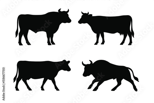 Set of Four Black Cow and Bull Silhouettes, Diverse Cattle Breeds, Vector Illustration for Farm and Ranch Logo Design, Decals, Branding, Isolated on White Background