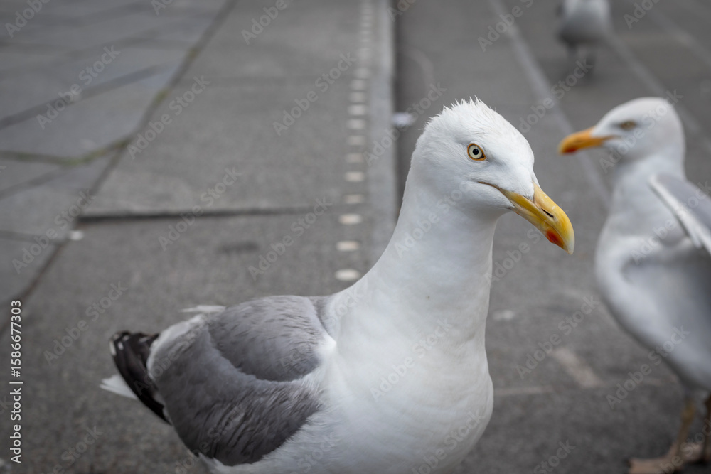 Obraz premium Seagulls on the steps staring into the camera