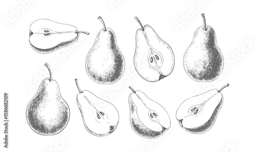Vintage pear sketch collection. Botanical pear fruit set with detailed engraved slices.