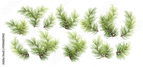 Vector Illustration Background of Realistic Green Pine Branches on a White Surface Depicting Forest Foliage and Holiday Themes