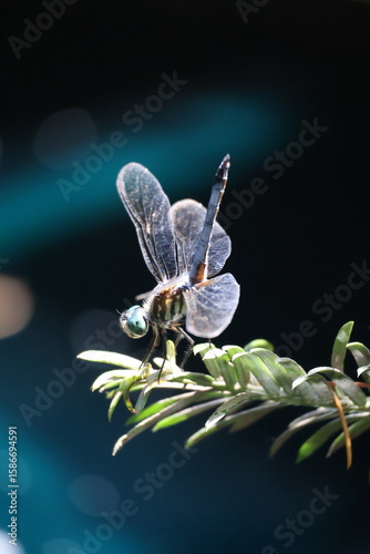 Blue Dasher Dragonfly on a plant