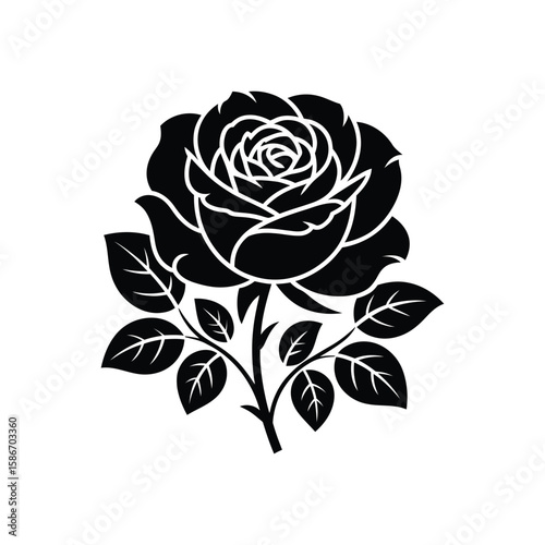 black rose on white background