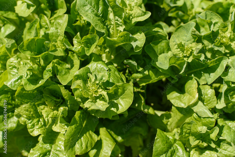 Fototapeta premium Raised Garden Beds with lettuce plant in a Backyard Garden