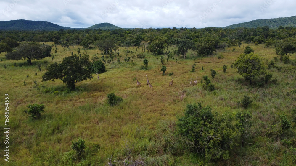 Naklejka premium Aerial view of a grassy plain with scattered trees and giraffes under a cloudy sky landscape scene tanzania