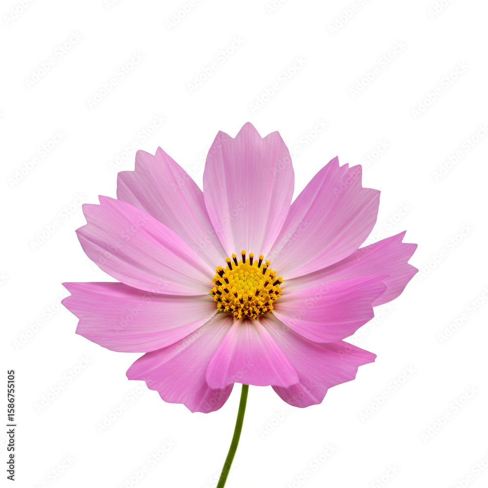 Obraz premium Flower Cosmos isolated on white background