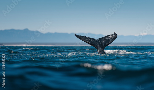 Blue whale tail in the ocean, marine life photography, whale, 