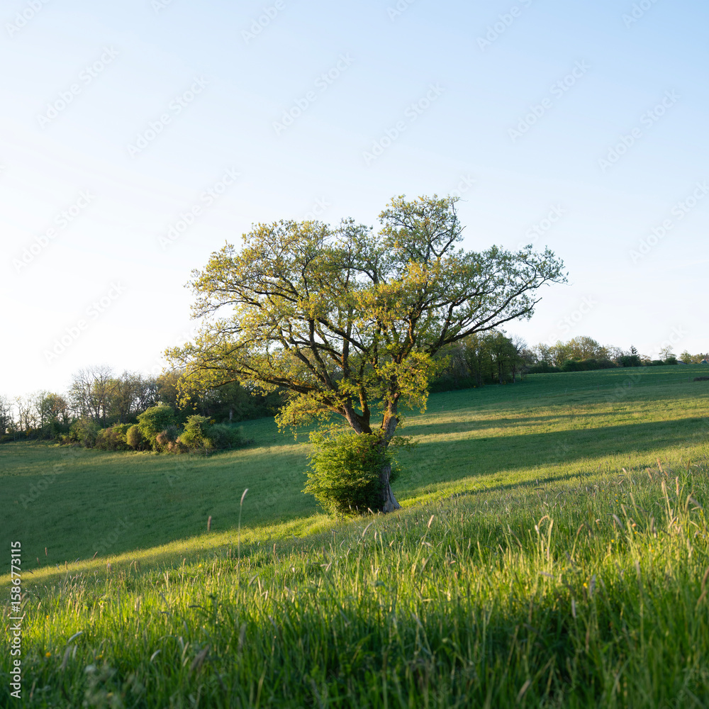 Fototapeta premium trees and meadows in rolling hills of luxemburg countryside