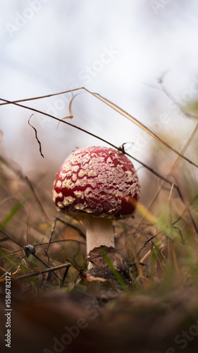 Poisonous red fly agaric Amanita muscaria, a hallucinogen mushroom on forest floor