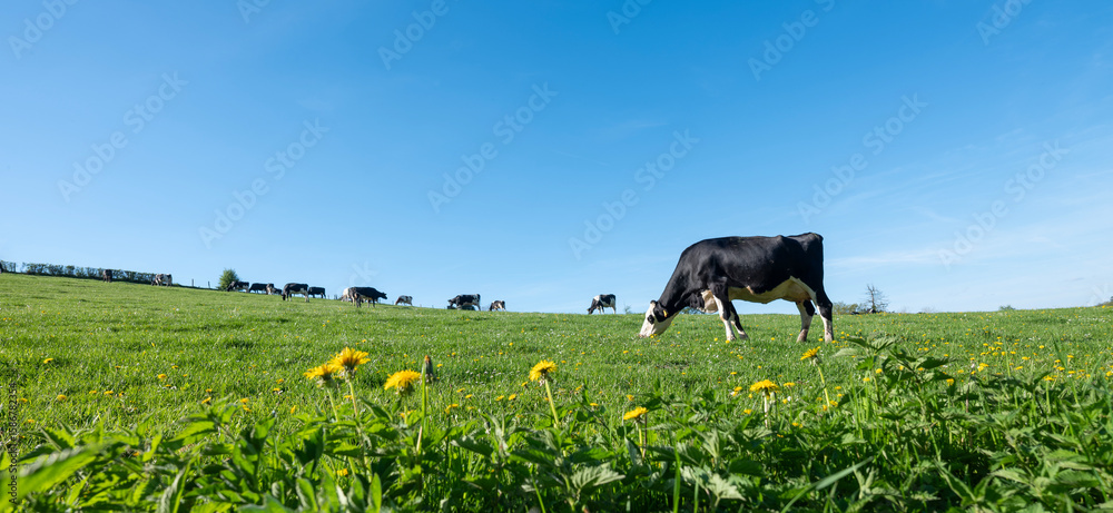 Fototapeta premium curious black and white spotted cows in green meadow with yellow spring flowers under blue sky