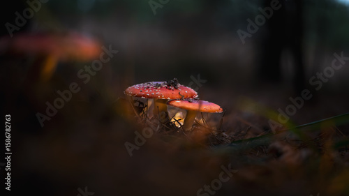 Poisonous red fly agaric Amanita muscaria, a hallucinogen mushroom on forest floor