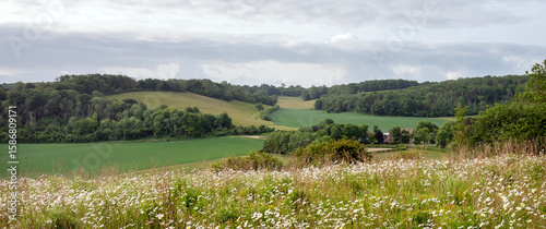 daisy flowers on the foreground in spring ladscape with farm in english county of kent