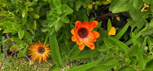 yellow flower in the garden