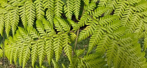 green fern leaves
