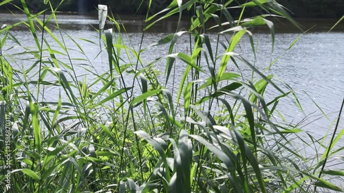 Green reeds swaying gently in the summer breeze by the lake