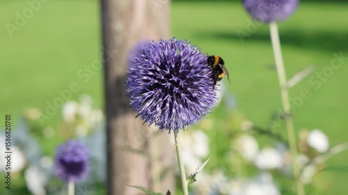 Bumblebee gathering pollen on a purple allium flower