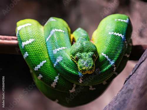 Wallpaper Mural Emerald Tree Boa Coiled on Branch Torontodigital.ca