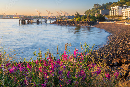 Morning Beach View Along Seacrest Park In West Seattle, Washington. Wildflowers dot the route along Harbor Avenue and the rocky beach to the public fishing pier in West Seattle.