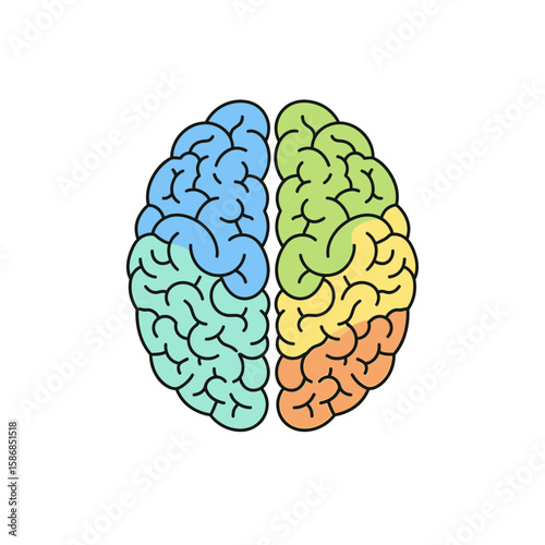 Cartoon brain with different colored sections on a white background.