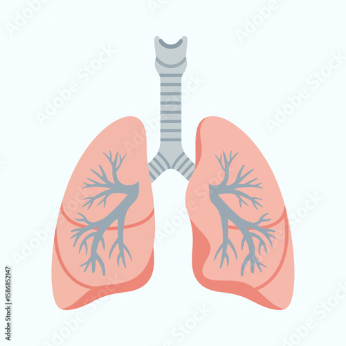 Human lungs and trachea illustration on white background.