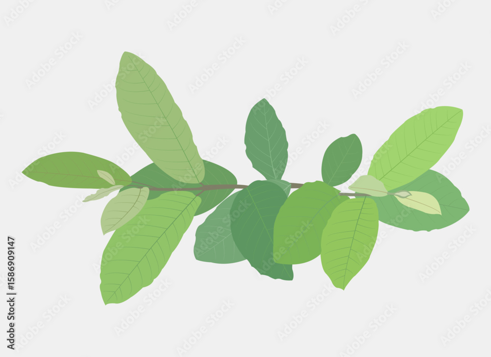 Fototapeta premium fresh green leaves