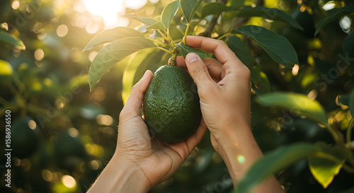 Hands gently picking a fresh, ripe avocado directly from its tree in a sunlit orchard, highlighting natural harvest.