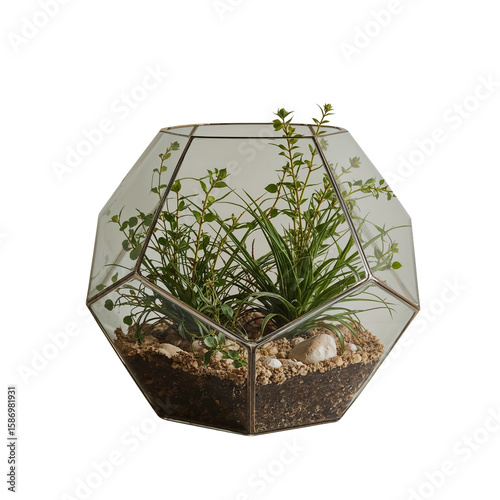 Geometric Glass Terrarium – Modern Dodecahedron Design with Indoor Plants