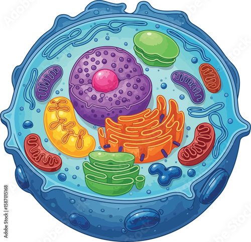 line art illustration of a colorful animal cell depicting internal organelles including lysosomes