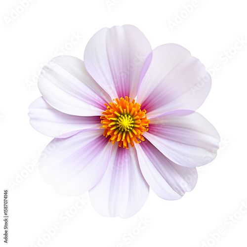 A close-up view of a delicate pink and white cosmos flower with vibrant orange center.