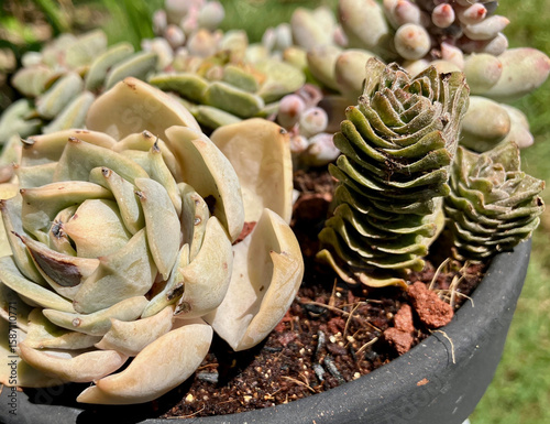 Quadro em tela Tiny succulents basking in the sun