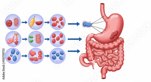 Digestive System Diagram – Gut Microbiome and Intestinal Health Vector Illustration